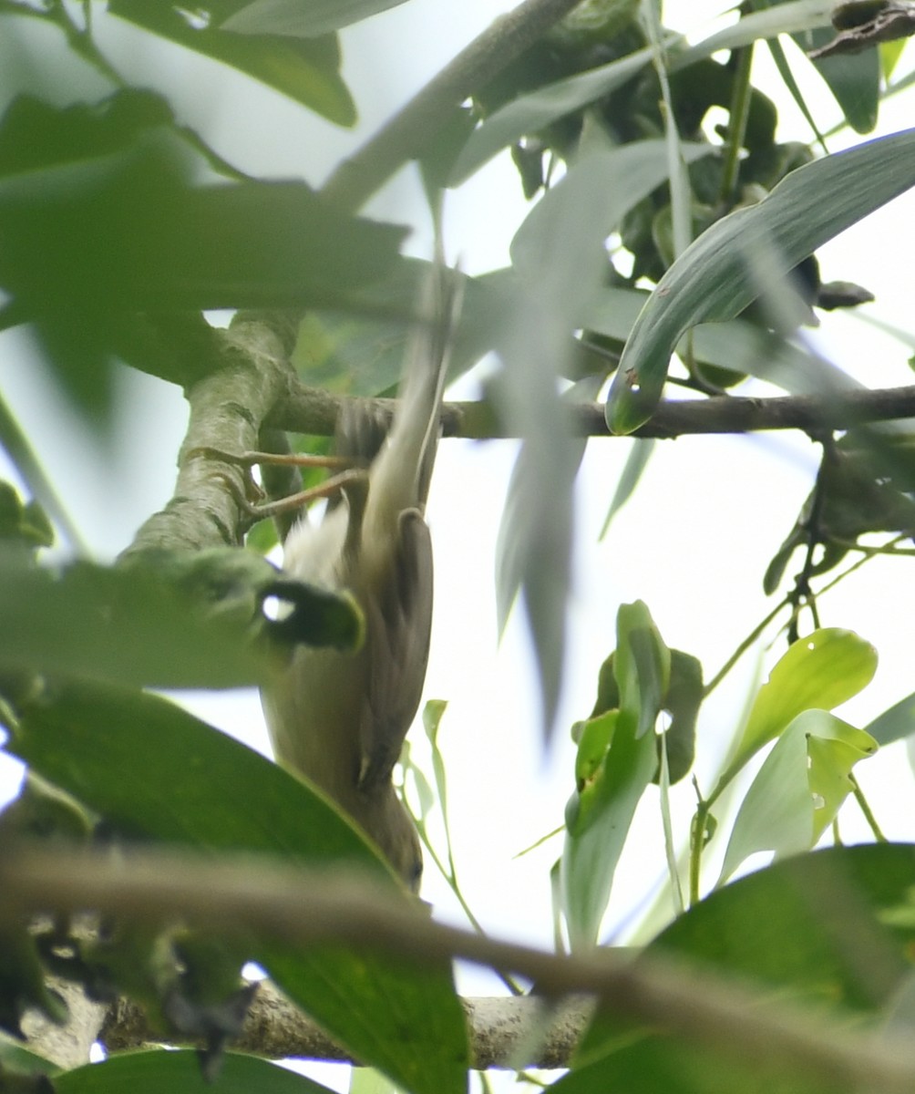 Sykes's Warbler - ML511703141