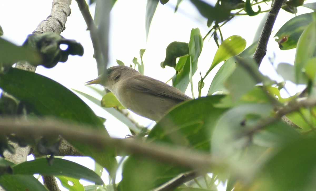 Sykes's Warbler - ML511703151