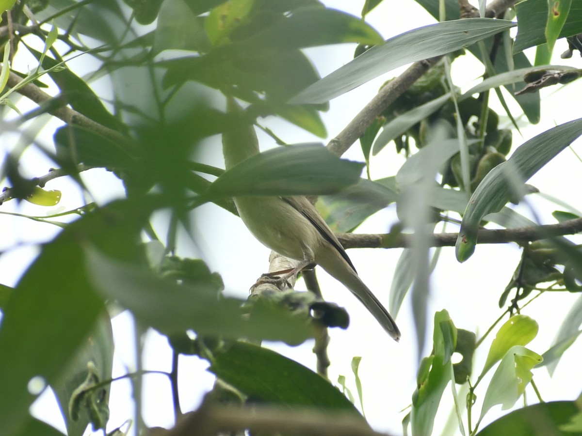 Sykes's Warbler - ML511703161