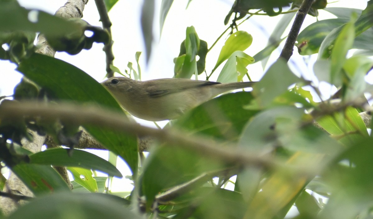 Sykes's Warbler - Sreehari K Mohan