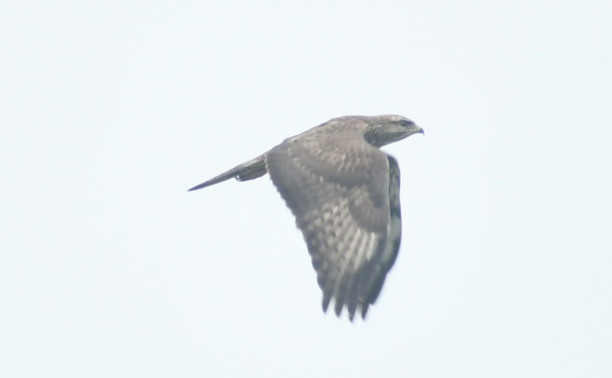 Common Buzzard - ML511703521