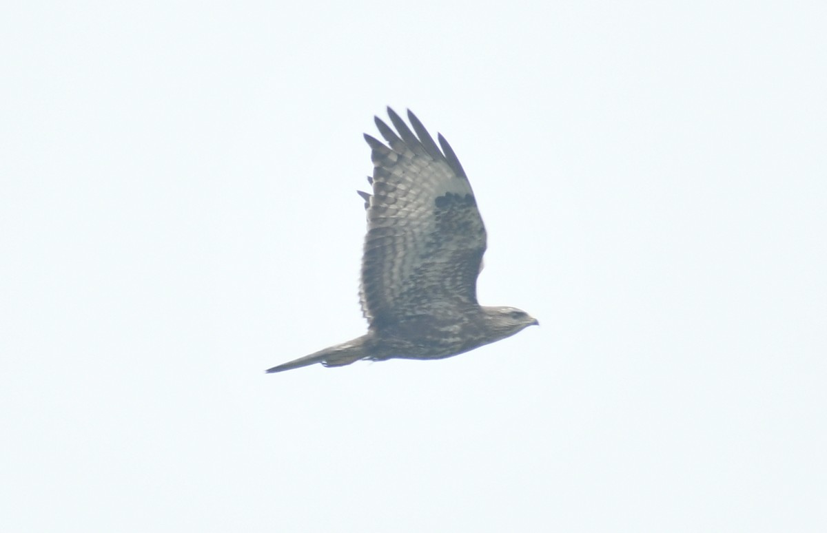 Common Buzzard - ML511703541