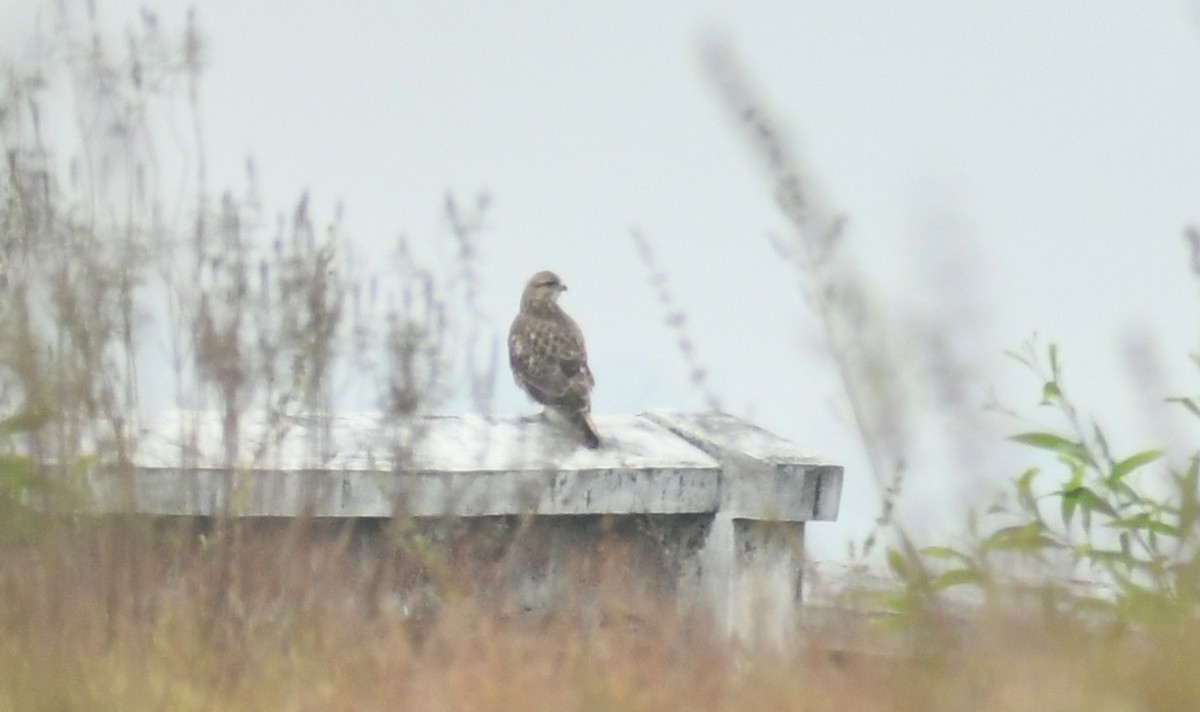 Common Buzzard - Sreehari forestry