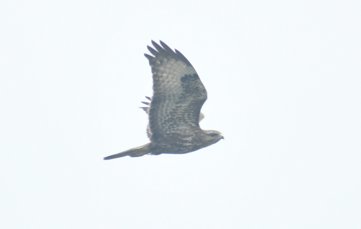 Common Buzzard - ML511703561