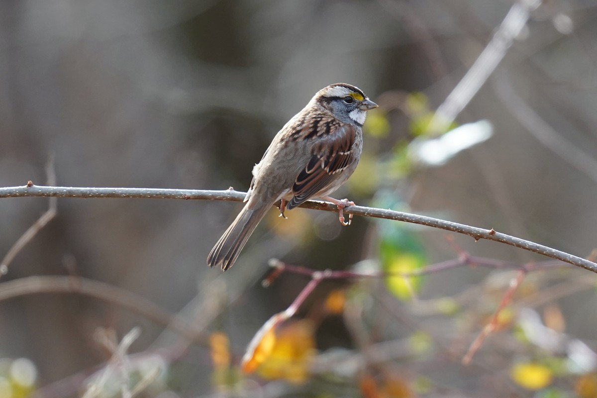 White-throated Sparrow - ML511703631