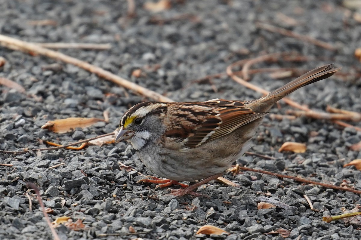 White-throated Sparrow - ML511703641
