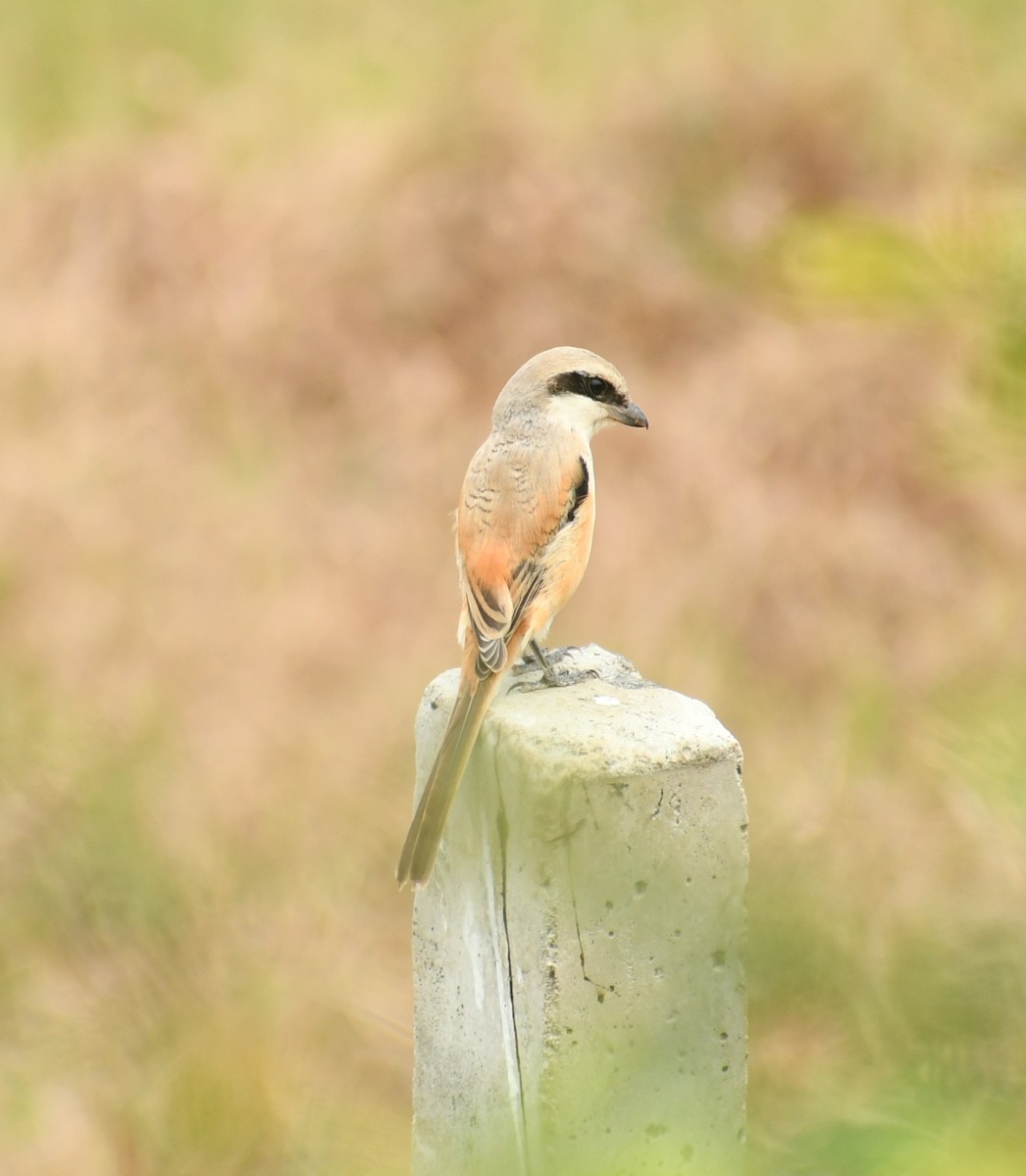 Long-tailed Shrike - Sreehari K Mohan