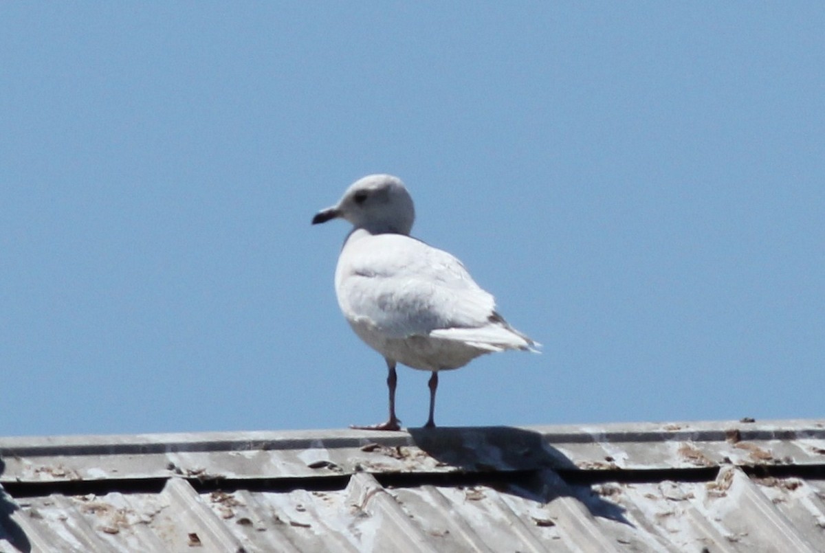 Iceland Gull (kumlieni/glaucoides) - ML51170421