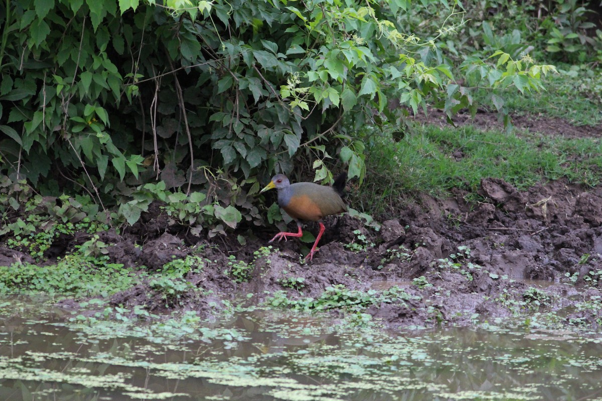 Gray-cowled Wood-Rail - ML511704291