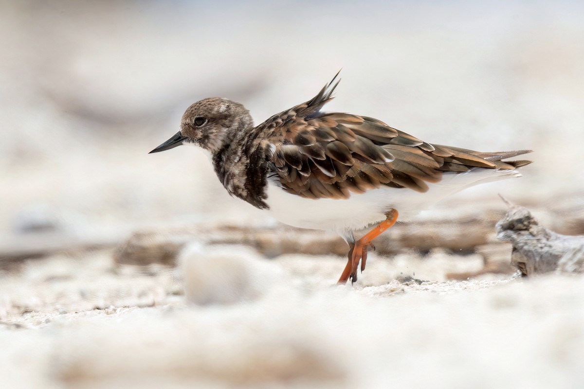 Ruddy Turnstone - David Irving