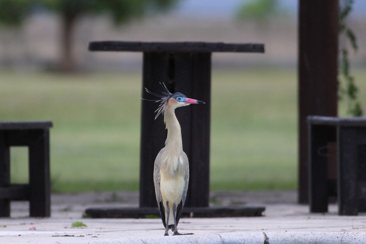 Whistling Heron - ML511704771