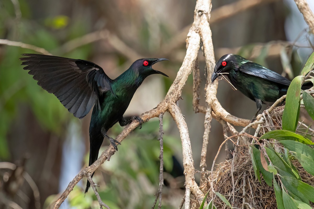 Metallic Starling (Metallic) - ML511705791
