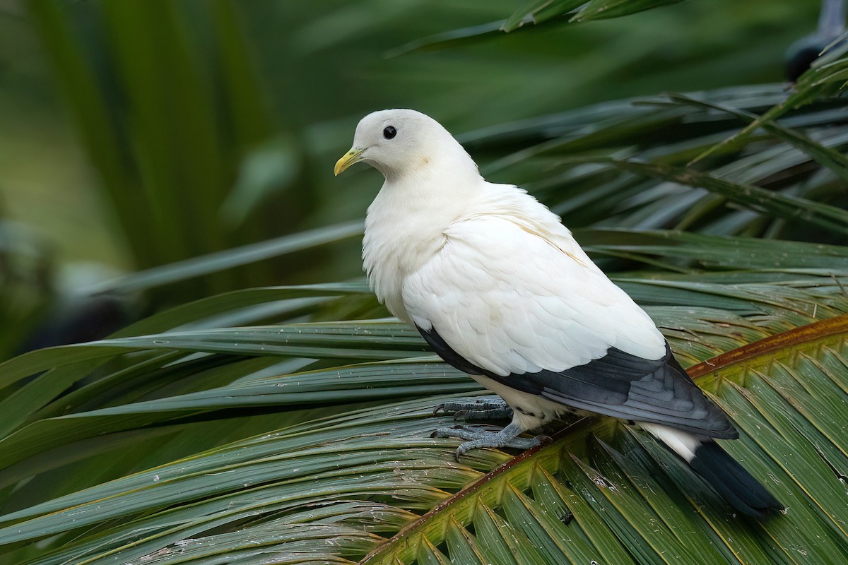 Torresian Imperial-Pigeon - ML511706151