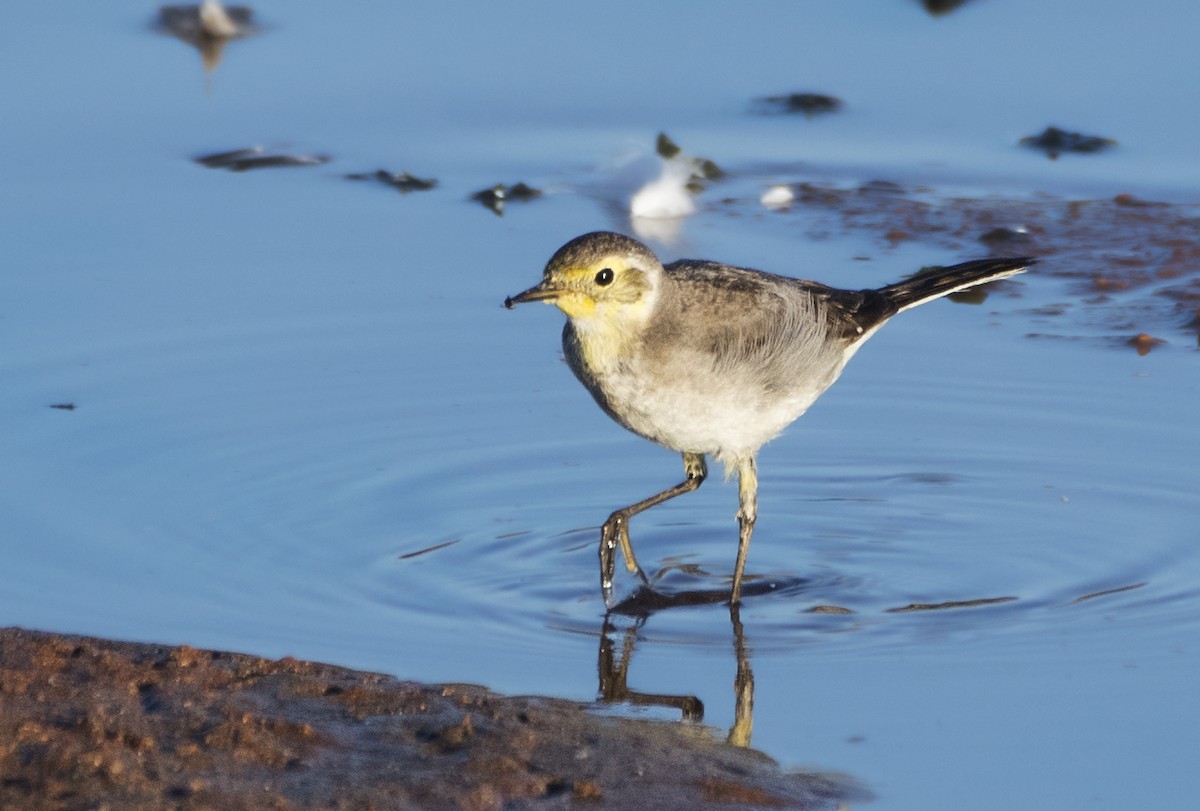 Citrine Wagtail - ML511706181