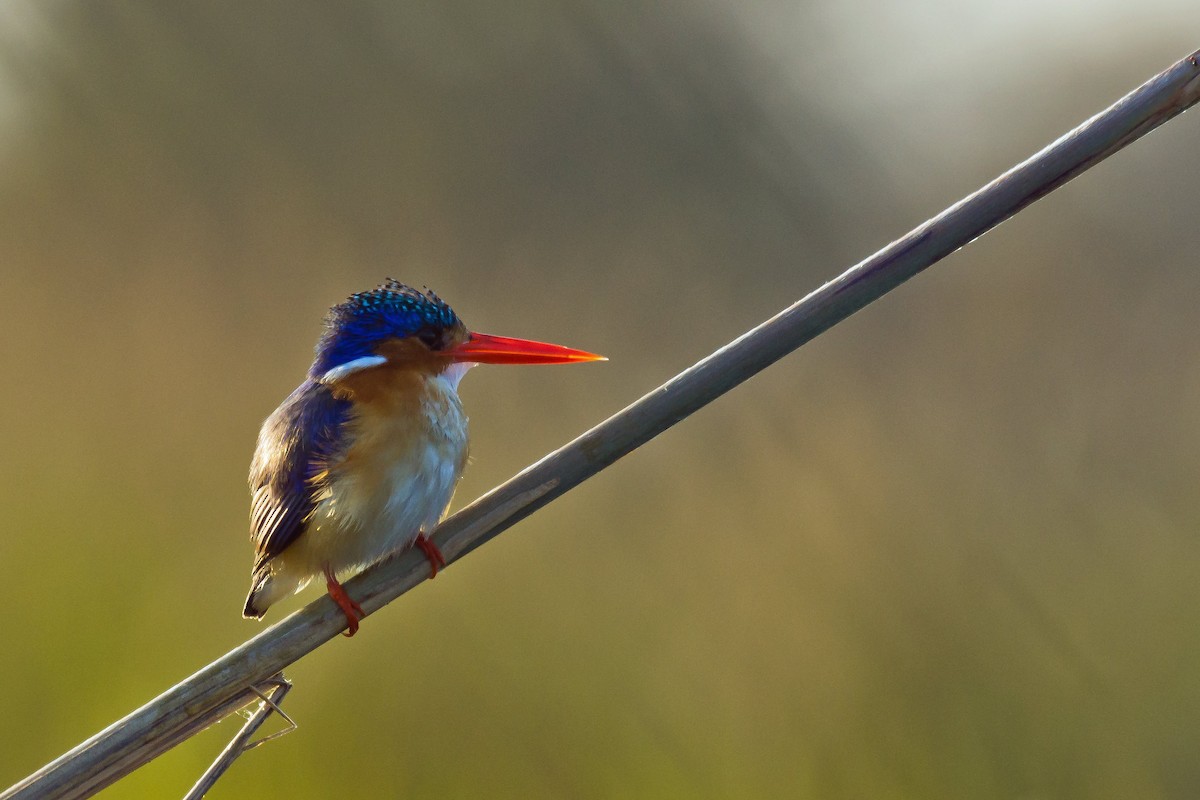 Malachite Kingfisher - ML511706401