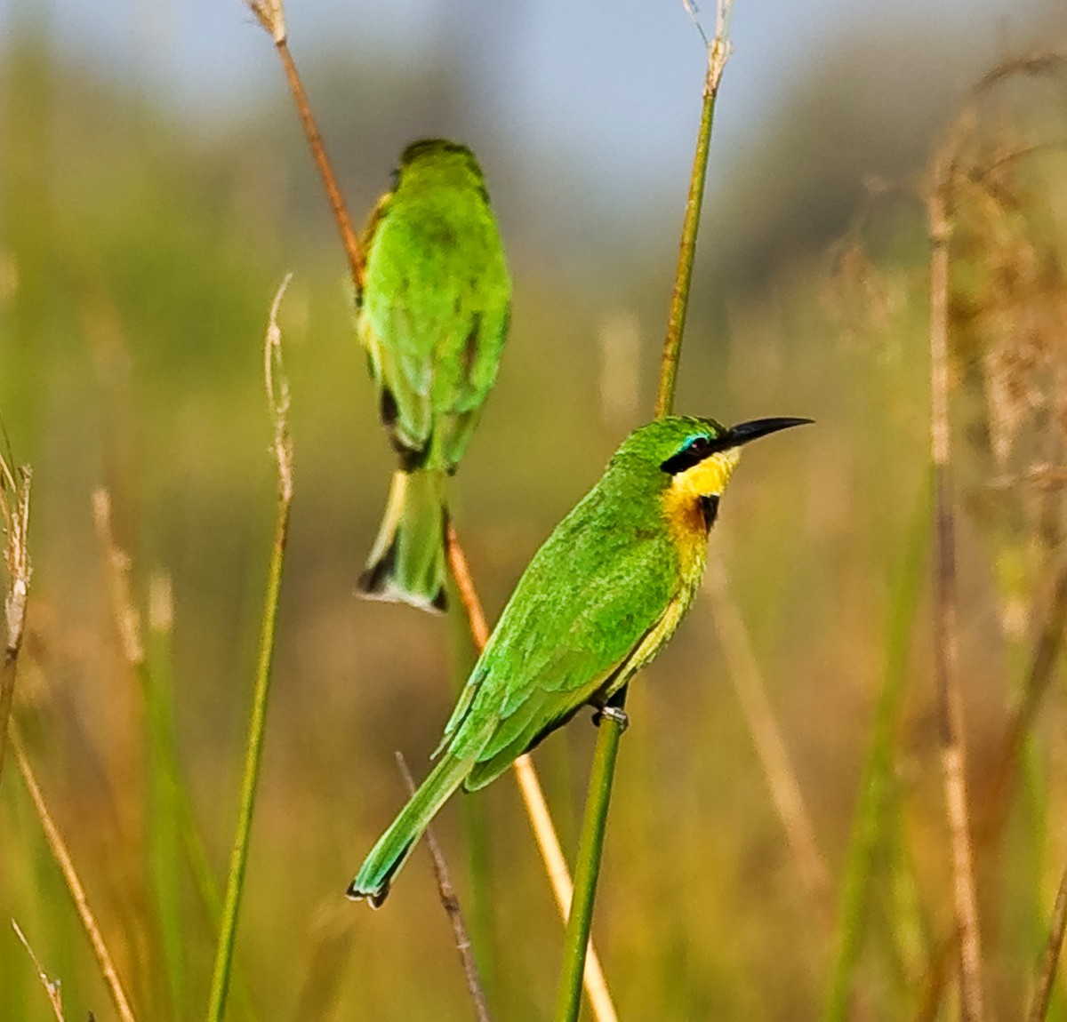 Little Bee-eater - ML511706421