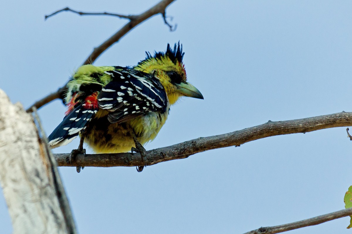 Crested Barbet - ML511706441