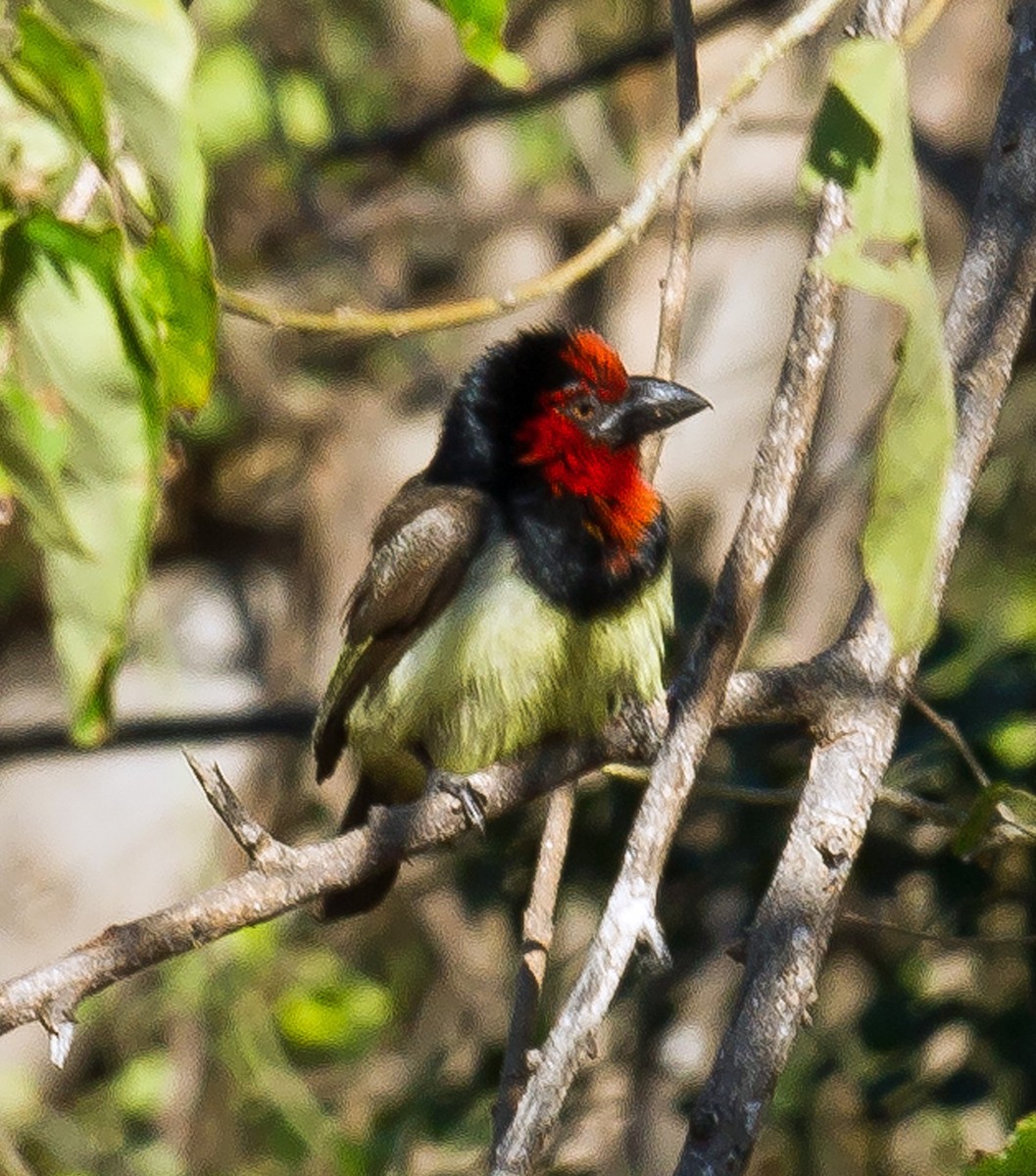 Black-collared Barbet - ML511706471