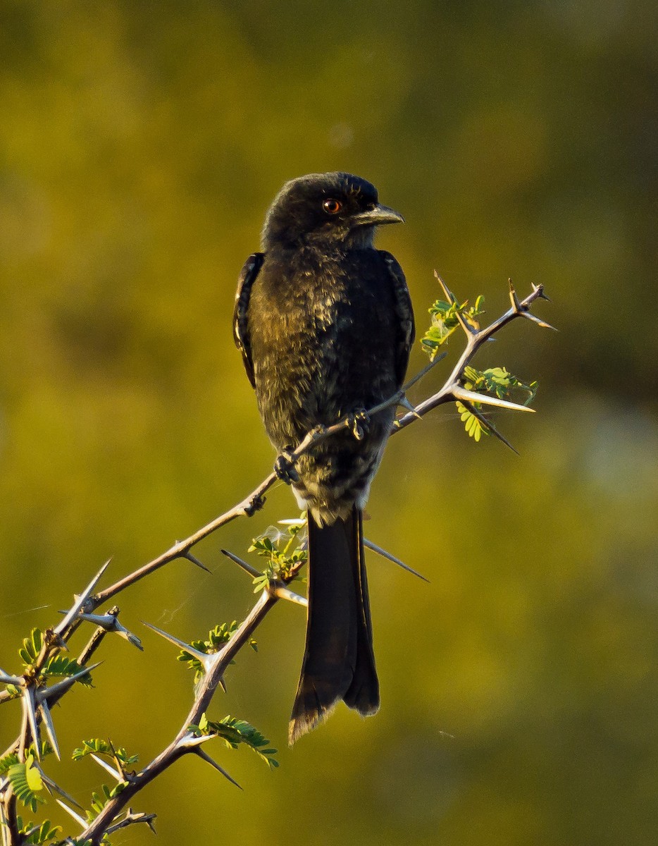 Fork-tailed Drongo - ML511706481