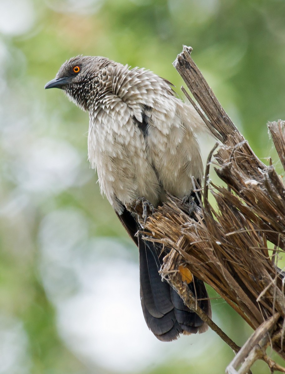 Arrow-marked Babbler - ML511706501