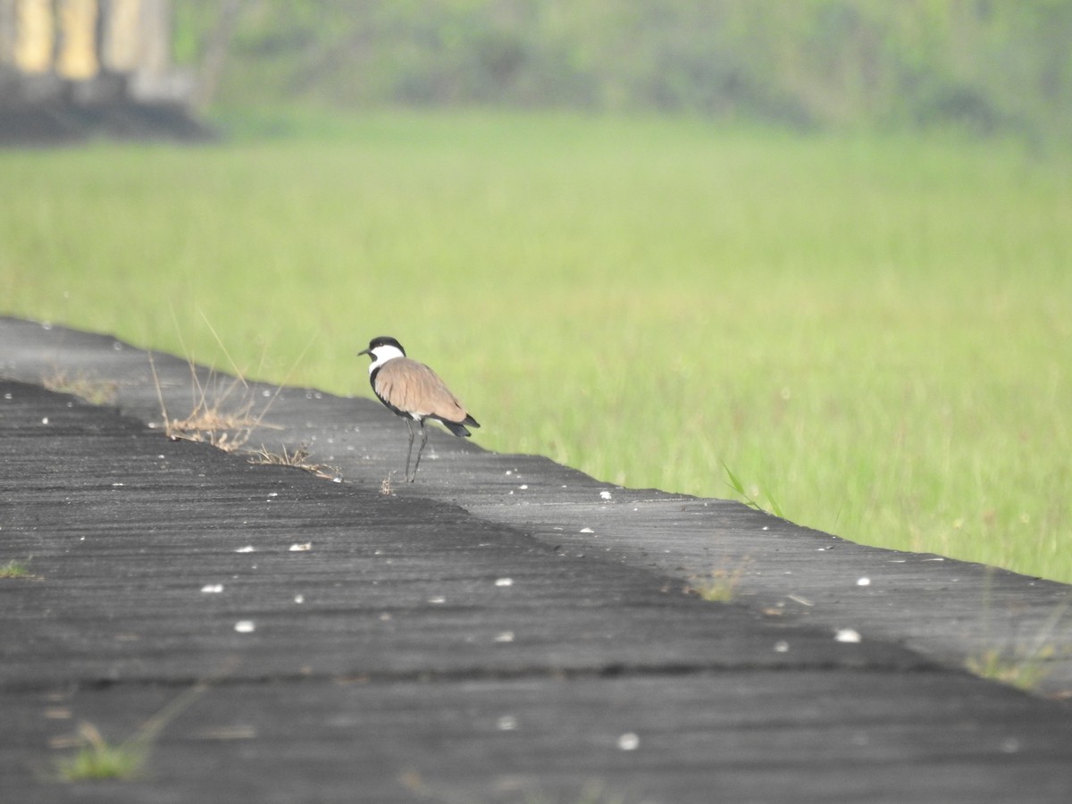 Spur-winged Lapwing - ML511706921