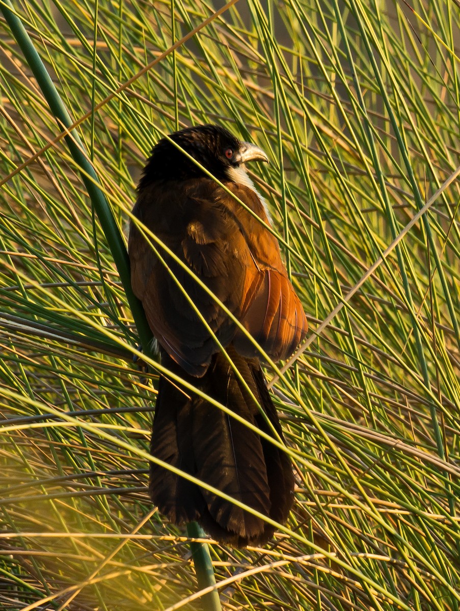 Coppery-tailed Coucal - ML511707021