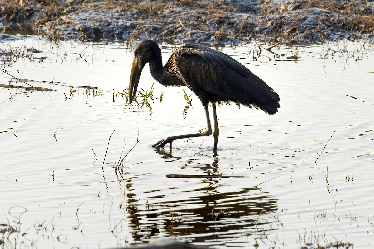 African Openbill - ML511707041