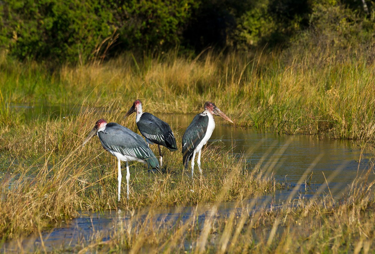 Marabou Stork - ML511707111