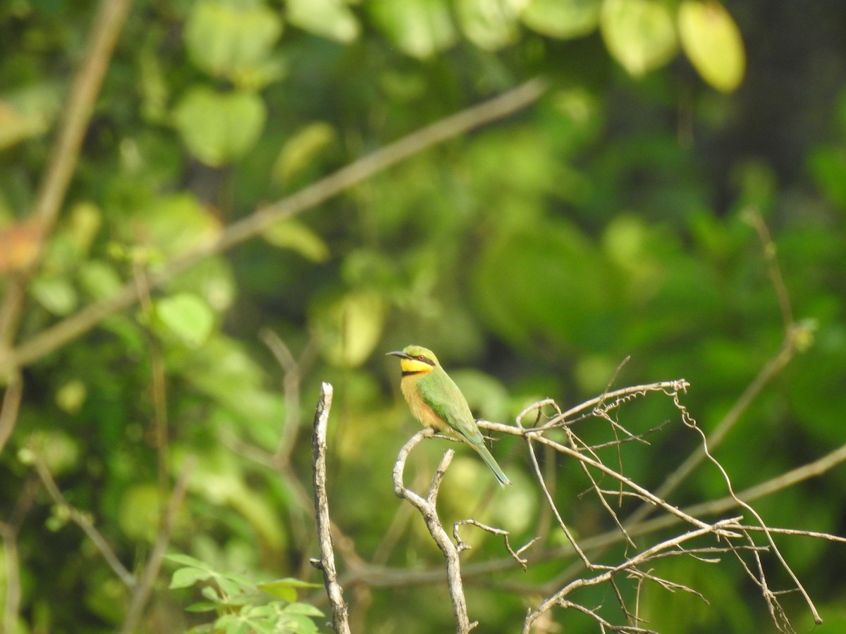 Little Bee-eater - ML511707661