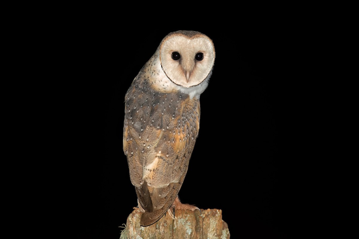 Barn Owl (Eastern) - David Irving