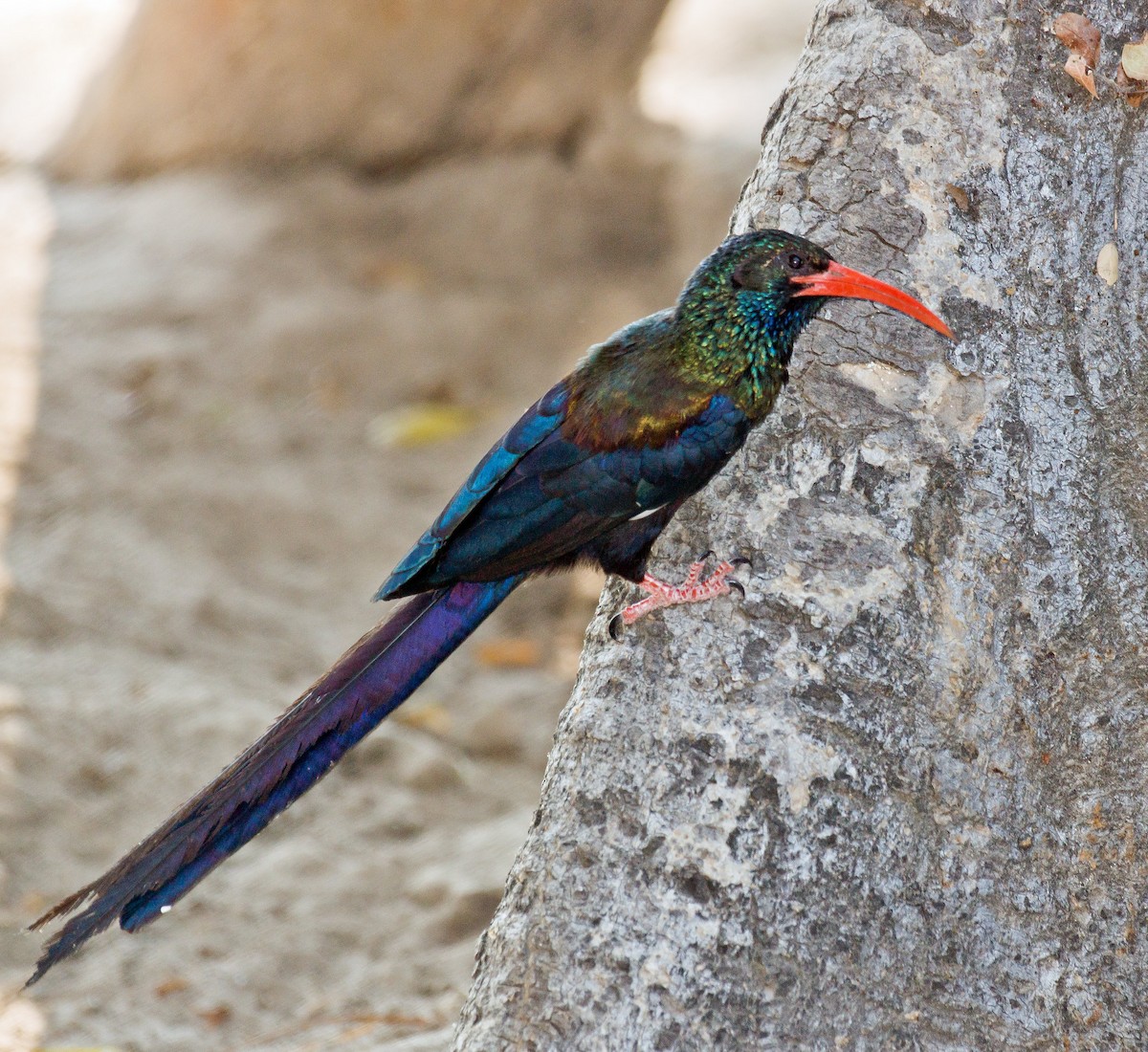 Green Woodhoopoe - ML511707941