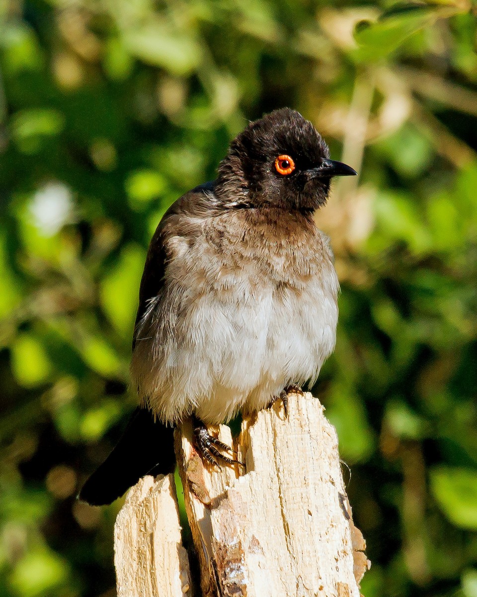 Black-fronted Bulbul - ML511708011