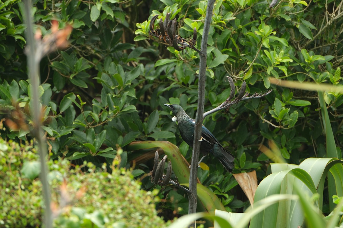Tui - ML511708101