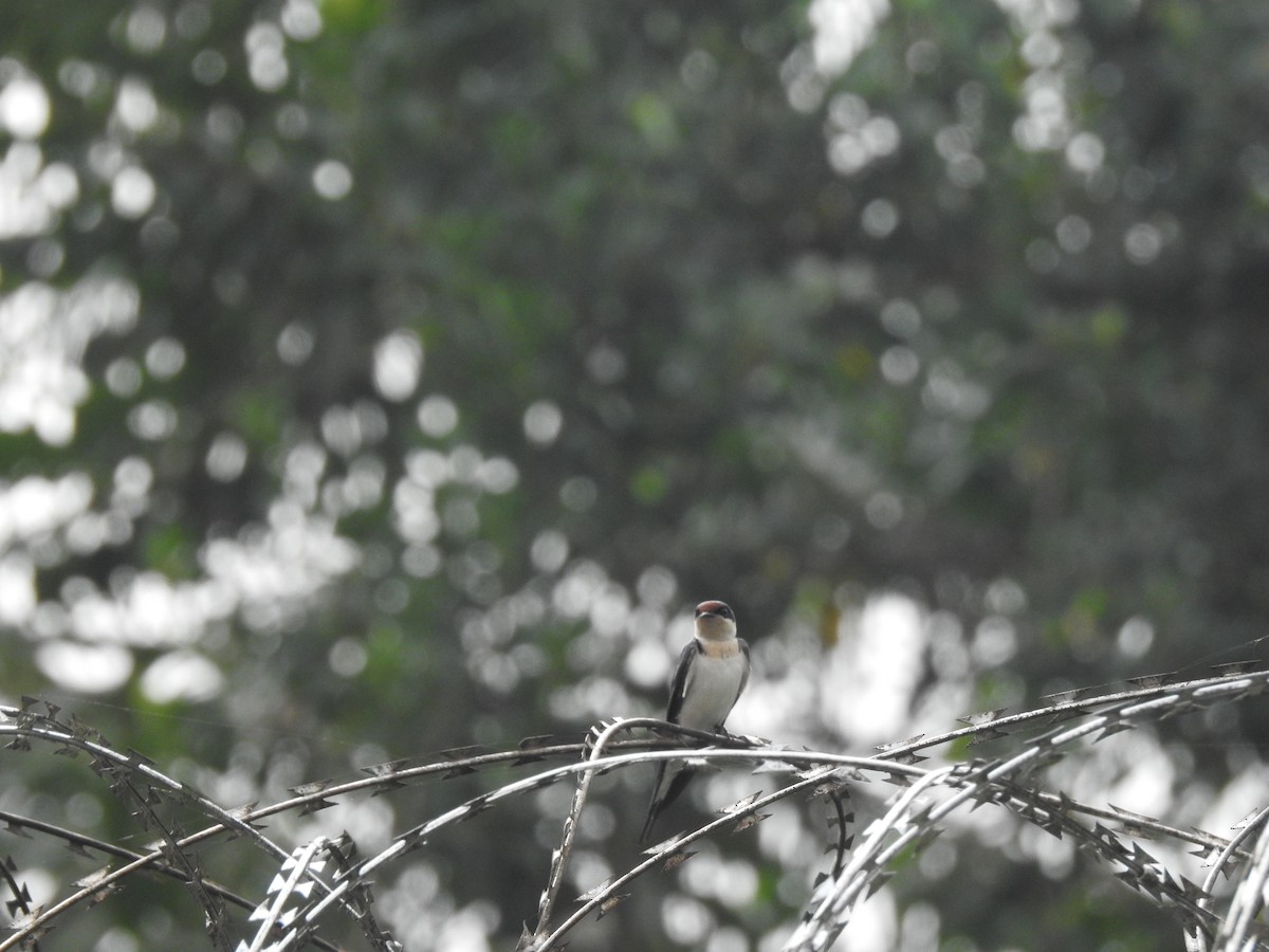 Ethiopian Swallow - ML511708651