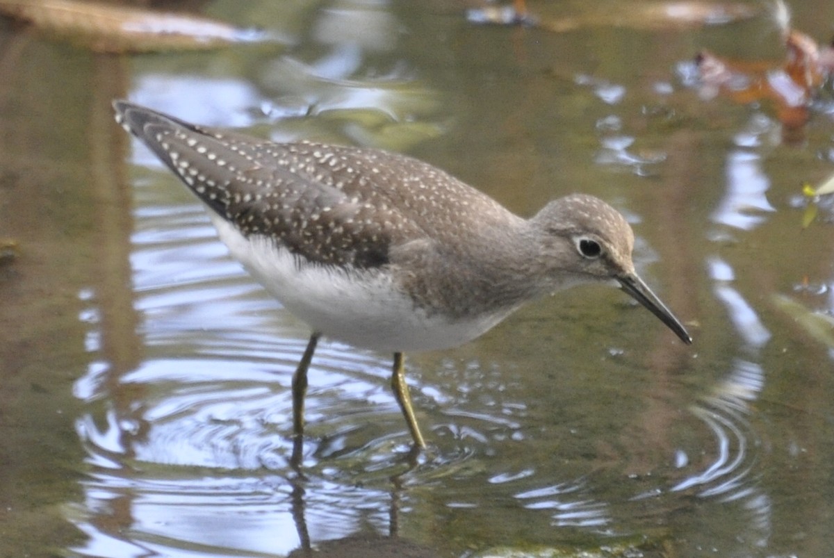 Solitary Sandpiper - ML51170871