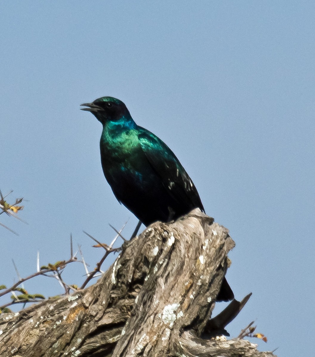 Cape Starling - ML511708841