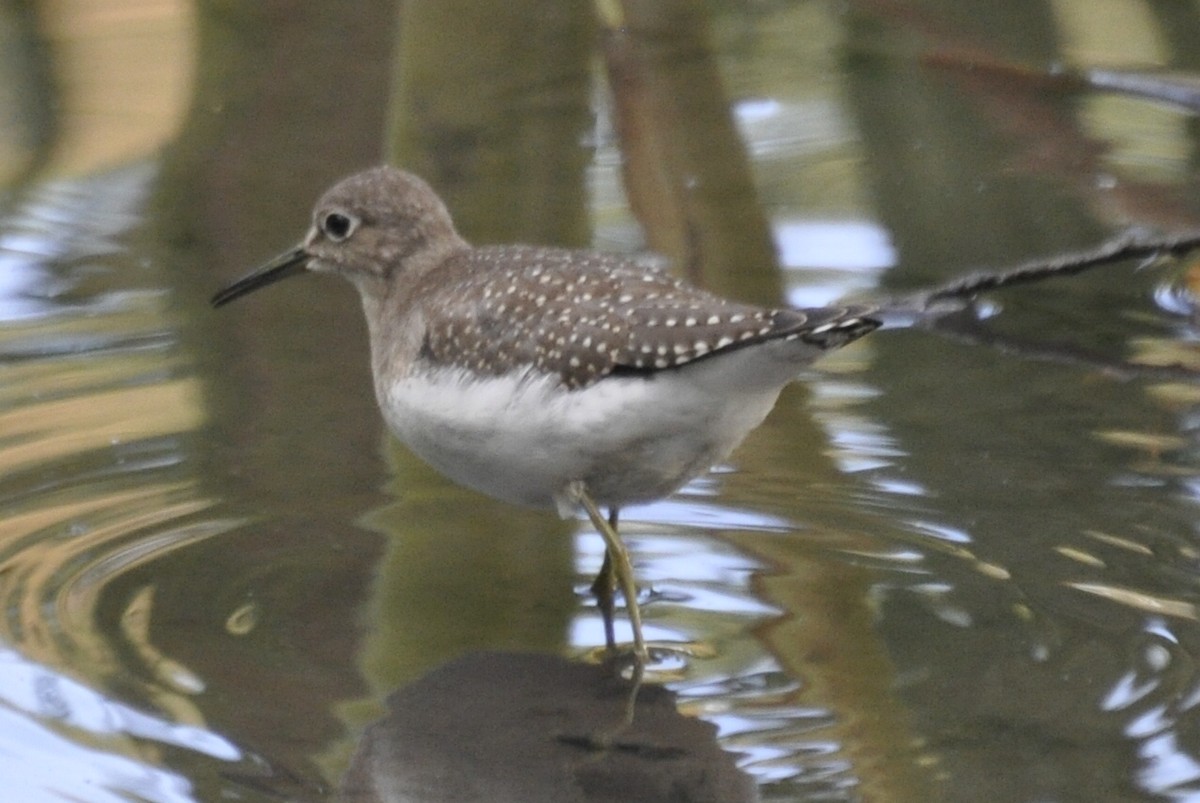 Solitary Sandpiper - ML51170891