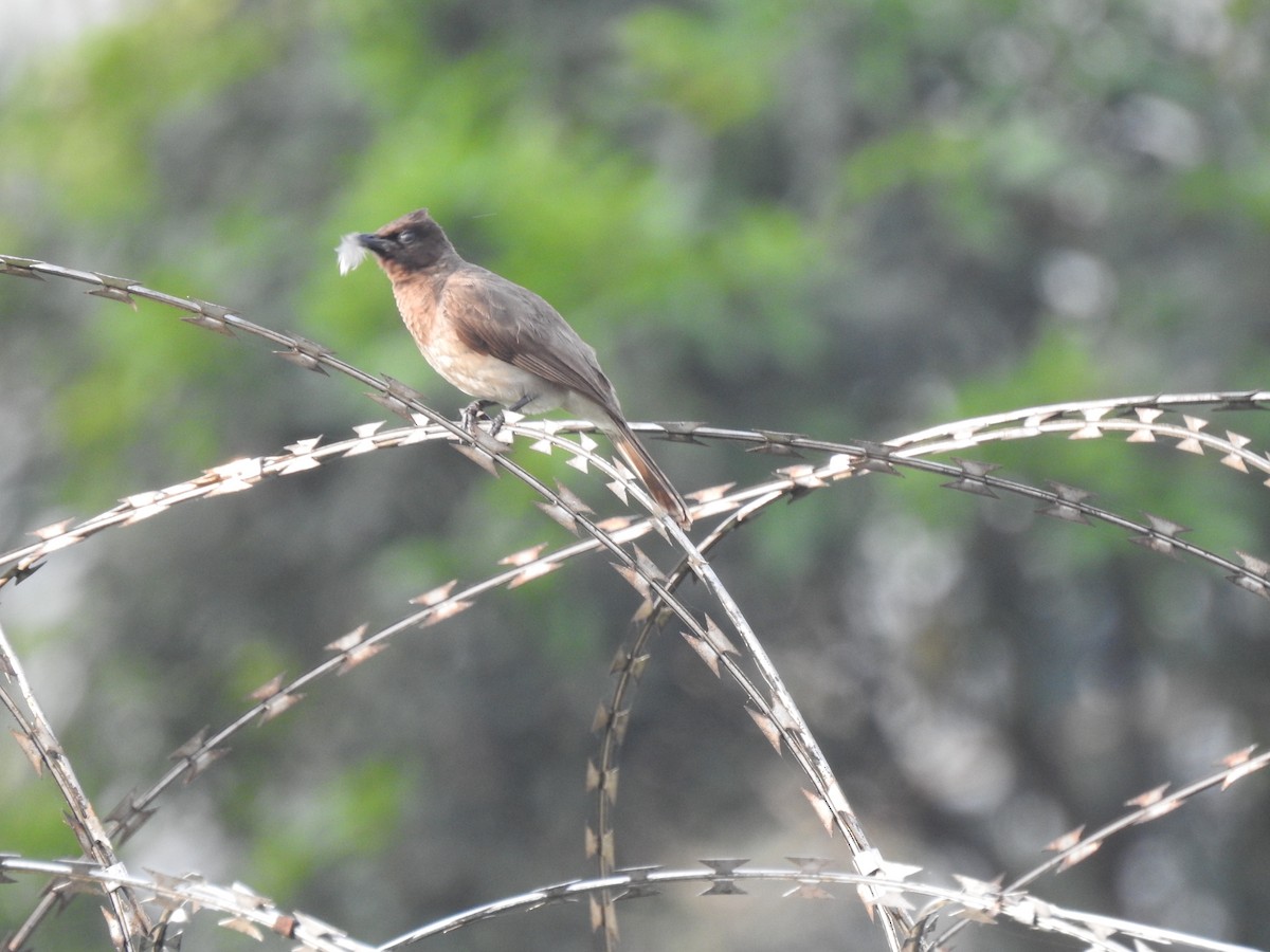 Common Bulbul - ML511709091