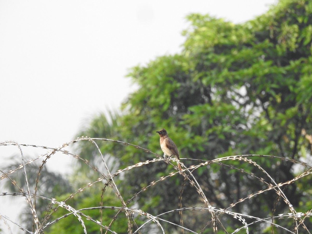 Common Bulbul - ML511709101