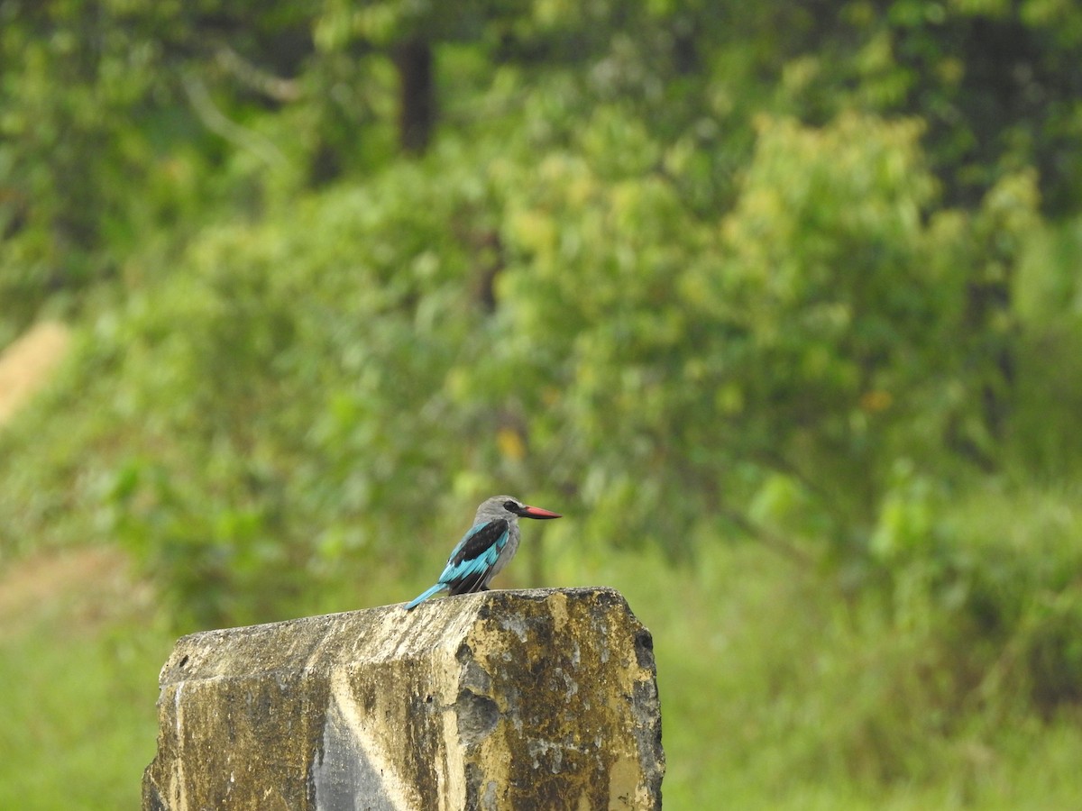 Blue-breasted Kingfisher - ML511709171