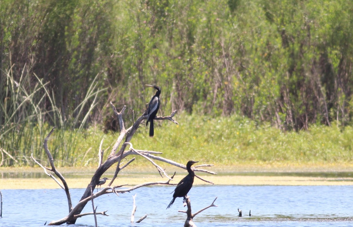 anhinga americká - ML511709551