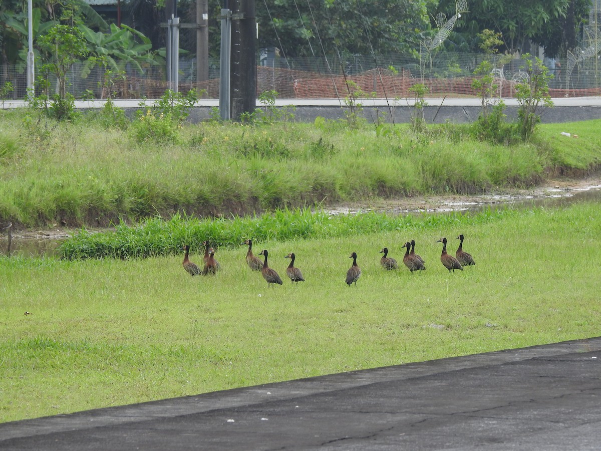 White-faced Whistling-Duck - ML511709651