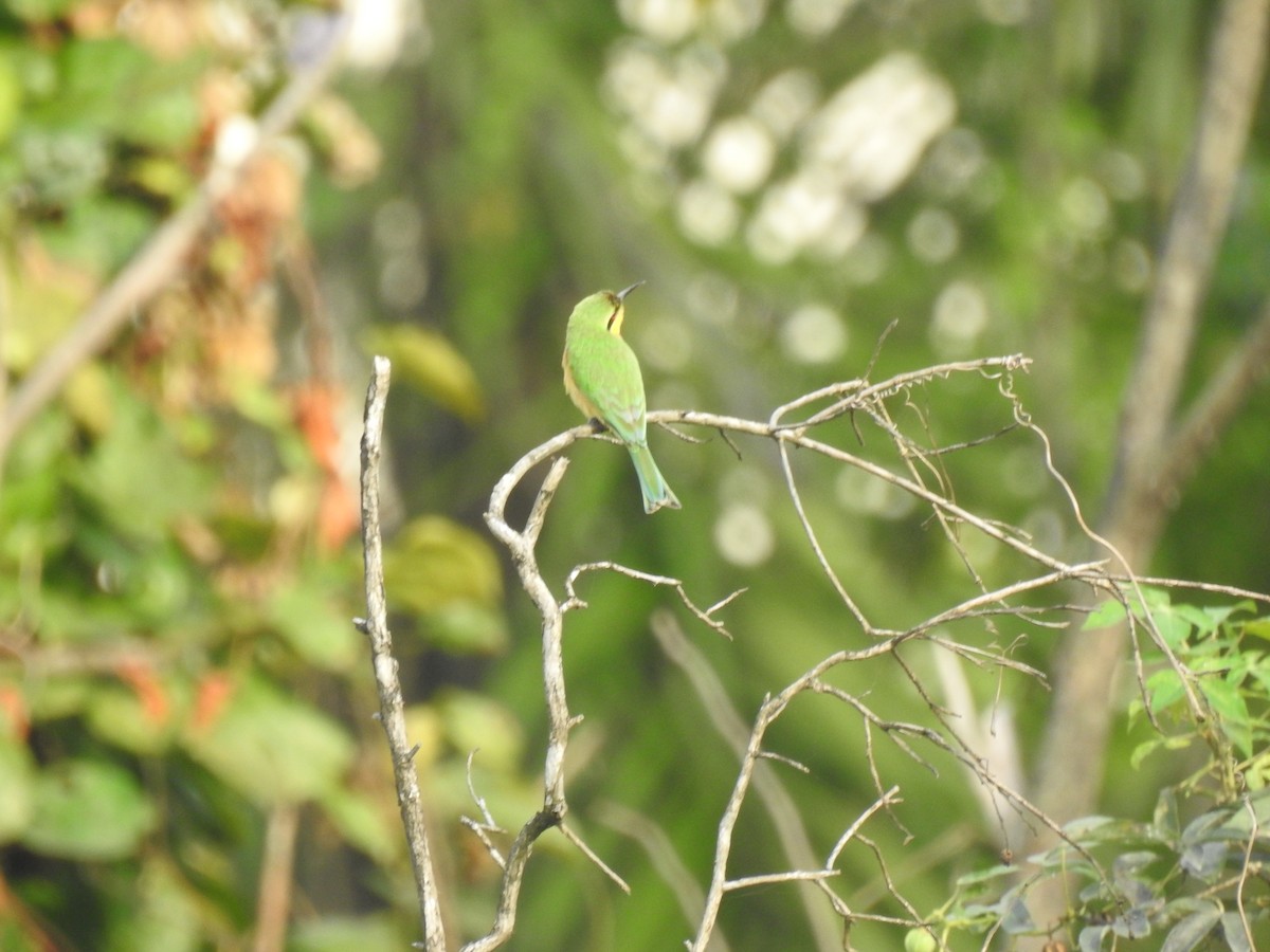 Little Bee-eater - ML511709791