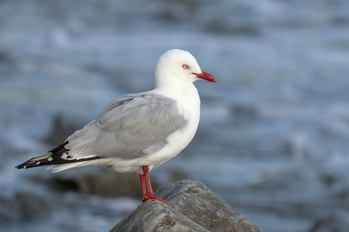 Silver Gull - Christopher Tuffley