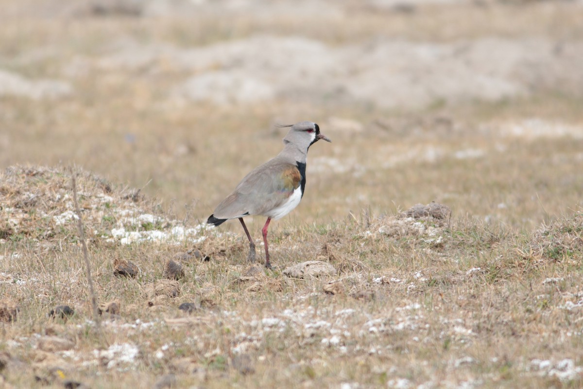 Southern Lapwing - ML511712151