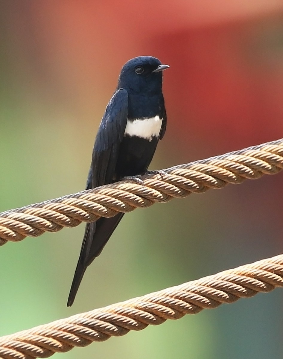White-banded Swallow - ML511712371