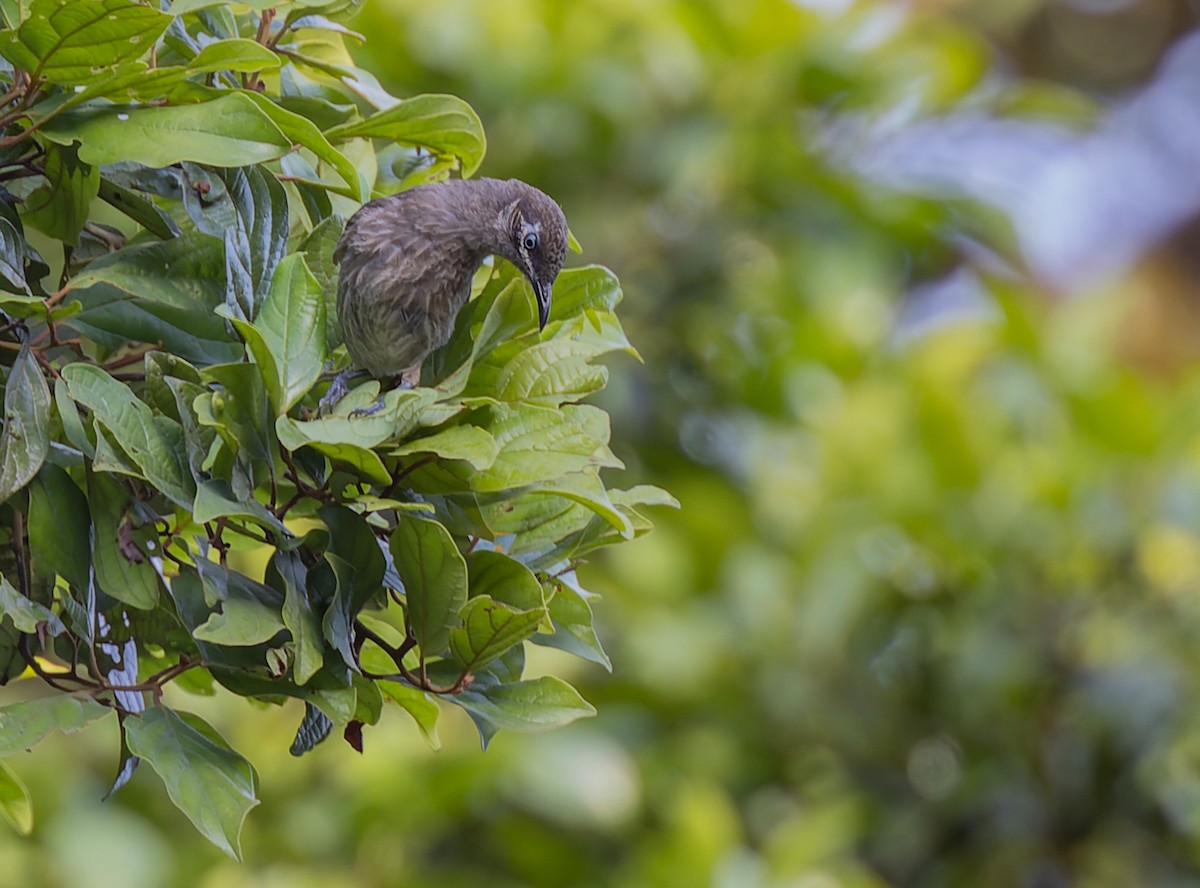 Eungella Honeyeater - ML511712621