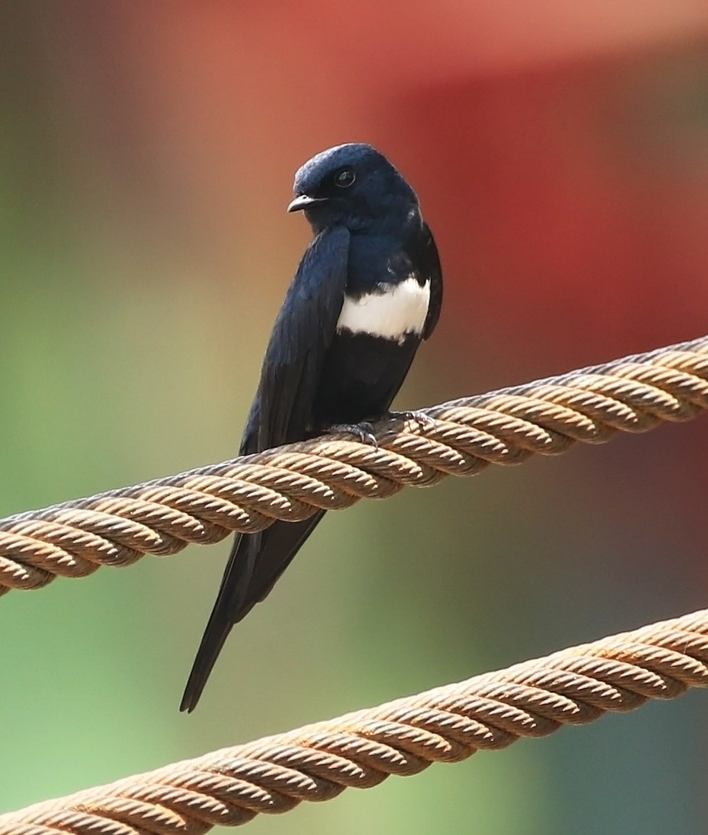 White-banded Swallow - ML511712771