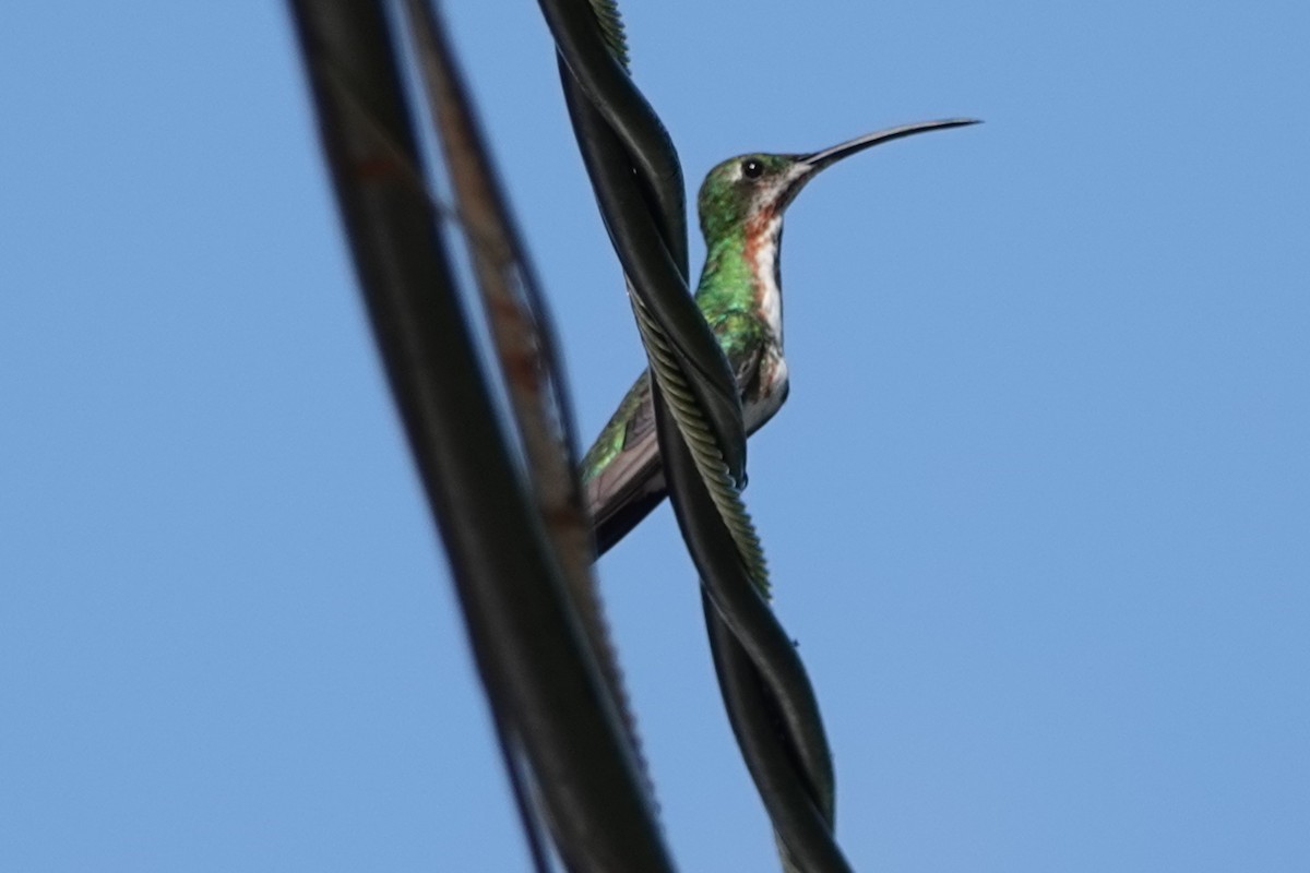 kolibřík lesklý - ML511713221