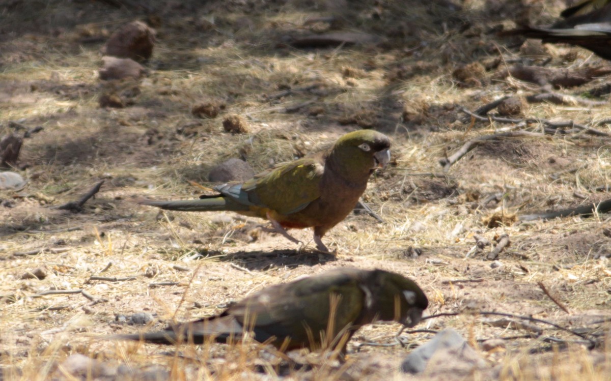 Burrowing Parakeet - ML511713521